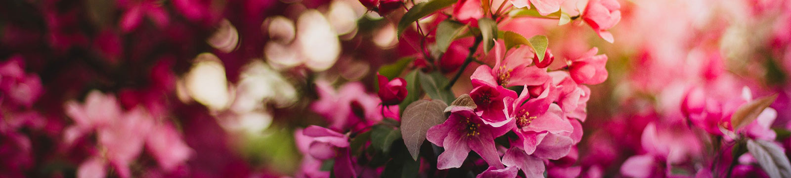 pink dogwood blooming